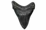 Fossil Megalodon Tooth - South Carolina #340144-1